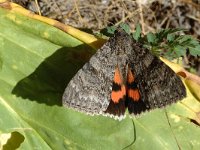 Catocala nupta 8, Rood weeskind, Saxifraga-Jan van der Straaten