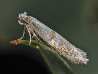 Cedestis subfasciella 3, Donkere nassaubandmot, Saxifraga-Ab H Baas