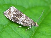 Celypha lacunana 3, Brandnetelbladroller, Saxifraga-Tom Heijnen