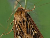 Cerapteryx graminis 4, Bonte grasuil, female, Saxifraga-Frits Bink