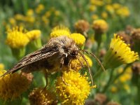 Cerapteryx graminis 6, Bonte grasuil, Saxifraga-Frank Dorsman  Cerapteryx graminis, Bonte grasuil AW duinen 010911