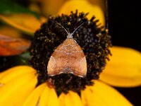 Choreutis nemorana
