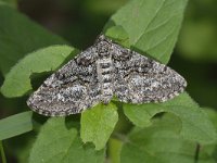 Cleora cinctaria 2, Geringde spikkelspanner, Saxifraga-Peter Gergely