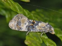 Cochylis nana #12185 : Cochylis nana