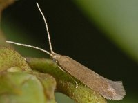 Coleophora serratella #13429 : Coleophora serratella