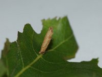 Coleophora serratella 8, Bruingrijze kokermot, Saxifraga-Joep Steur