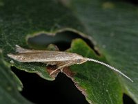 Coleophora sp 3, Saxifraga-Ab H Baas