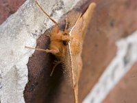 Gepluimde Spanner; Feathered Thorn; Colotois pennaria  Mannetje Gepluimde Spanner rustend op bakstenen muur; Male Feathered Thorn resting on brick wall : Fauna, Insect, Lepidoptera, Nachtvlinder, Ongewervelde