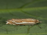 Crambus pratella