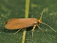 Crassa unitella 2, Saxifraga-Zoran-Bozovic