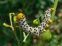 Cucullia scrophulariae 4, Helmkruidvlinder, Saxifraga-Ab H Baas