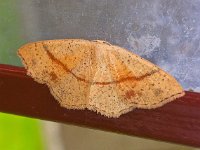 Cyclophora punctaria 3, Gestippelde oogspanner, Saxifraga-Ab H Baas