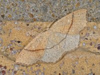 Cyclophora punctaria #12561 : Cyclophora punctaria, Gestippelde oogspanner