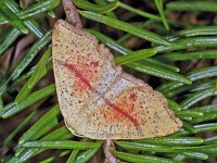 155_08, Cyclophora punctari : Cyclophora punctaria, Maiden's Blush, Gestippelde oogspanner