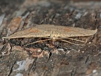 Cyclophora punctaria 7, Gestippelde oogspanner, Saxifraga-Ab H Baas