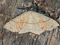 Cyclophora punctaria 8, Gestippelde oogspanner, Saxifraga-Ab H Baas