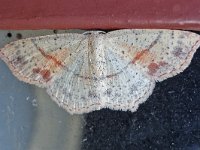 Cyclophora punctaria 10, Gestippelde oogspanner, Saxifraga-Ab H Baas