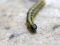 Caterpillar of Box Tree Moth  Caterpillar of Box Tree Moth (Cydalima perspectalis) : animal, box tree moth, buxus, caterpillar, Cydalima perspectalis, fauna, insect, moth, natural, nature, pest