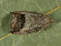 Cydia splendana, Acorn Moth