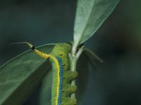 Daphnis nerii 5, Oleanderpijlstaart, Vlinderstichting-Nely Honig