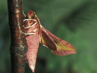 Deilephila porcellus 10, Klein avondrood, Vlinderstichting-Nely Honig