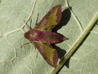 Deilephila porcellus 11, Klein avondrood, Saxifraga-Marijke Verhagen