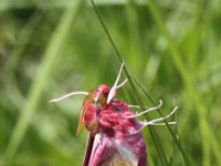 Deilephila porcellus 15, Klein avondrood, Saxifraga-Peter Meininger