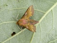 Deilephila porcellus 3, Klein avondrood, Saxifraga-Marijke Verhagen