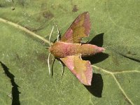 Deilephila porcellus 4, Klein avondrood, Saxifraga-Marijke Verhagen