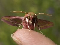 Deilephila porcellus 8, Klein avondrood, Saxifraga-Marijke Verhagen