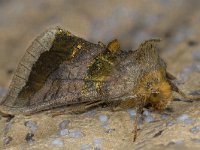 Diachrysia chrysitis 01 #14533...38 : Diachrysia chrysitis, Koperuil