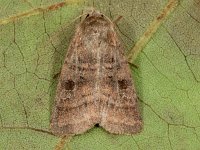 Diarsia rubi, Small Square-spot