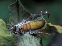 Diloba caeruleocephala 2, Krakeling, Vlinderstichting-Nely Honig