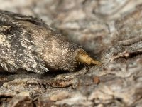 Diurnea fagella 05, Voorjaarskortvleugelmot, female, AHB  Diurnea fagella, Voorjaarskortvleugelmot; female Hardenberg-Heemse op 3 april 2018 Validatie Luc Knijnsberg Zie: https://waarneming.nl/waarneming/view/150297871