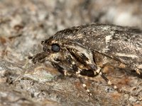 Diurnea fagella 04, Voorjaarskortvleugelmot, female, AHB  Diurnea fagella, Voorjaarskortvleugelmot; female Hardenberg-Heemse op 3 april 2018 Validatie Luc Knijnsberg Zie: https://waarneming.nl/waarneming/view/150297871