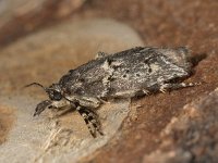 Diurnea fagella 03, Voorjaarskortvleugelmot, female, AHB  Diurnea fagella, Voorjaarskortvleugelmot; female Hardenberg-Heemse op 3 april 2018 Validatie Luc Knijnsberg Zie: https://waarneming.nl/waarneming/view/150297871