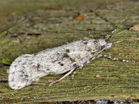 Diurnea fagella 5, Voorjaarskortvleugelmot, Saxifraga-Ab H Baas