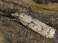 Diurnea fagella 6, Voorjaarskortvleugelmot, Saxifraga-Ab H Baas