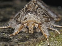 Drymonia ruficornis 8, Maantandvlinder, Saxifraga-Ab H Baas