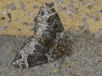 Ecliptopera silaceata #13876 : Ecliptopera silaceata, Marmerspanner, Small phoenix