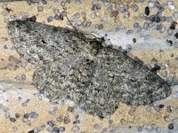 Ectropis crepuscularia #08619 : Ectropis crepuscularia, Gewone spikkelspanner