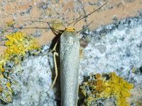 Eilema complana 4, Streepkokerbeertje, Saxifraga-Bart Vastenhouw