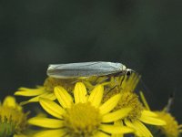 Eilema lurideola 2, Plat beertje, Vlinderstichting-Nely Honig