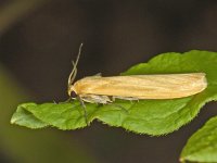 Eilema sororcula #07177 : Eilema sororcula, Geel beertje