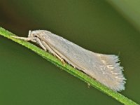 Elachista argentella 2, Witte grasmineermot , Saxifraga-Ab H Baas