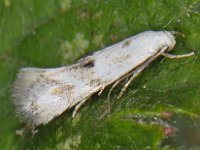 Elachista maculicerusella 3, Saxifraga-Ab H Baas