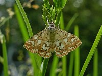 Elophila nymphaeata 5, Waterleliemotje, Saxifraga-Ab H Baas