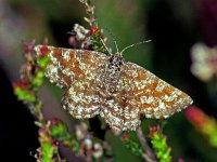 107_11, Ematurga atomaria : Ematurga atomaria, Heide spanner, Common Heath, female