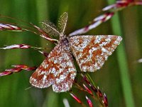 107_07, Ematurga atomaria : Ematurga atomaria, Heide spanner, Common Heath, male