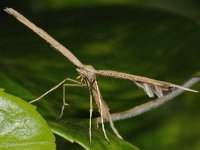 Emmelina monodactyla #45554 : Emmelina monodactyla, Windevedermot